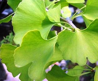 ginkgo